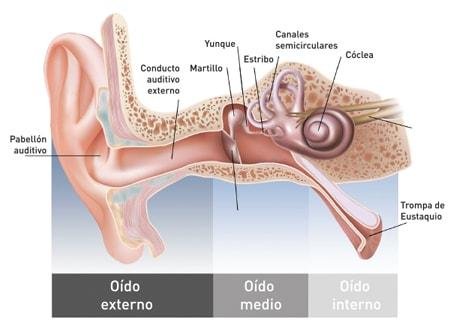 Sistema auditivo | Centro Óptico Prisma